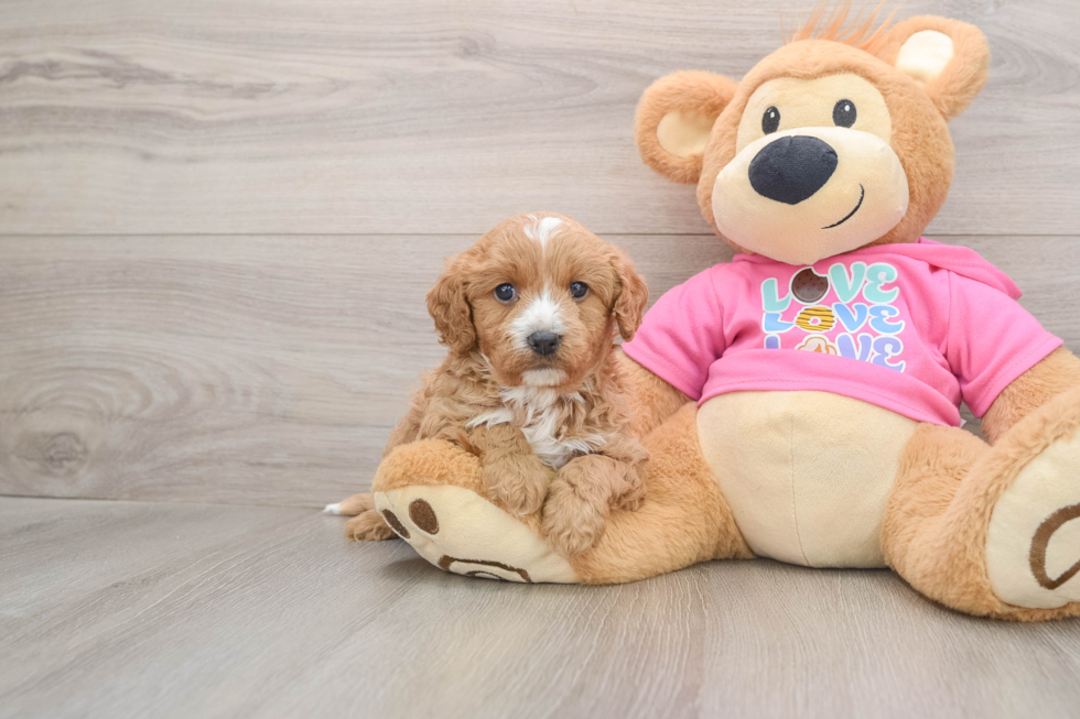 Cavapoo Puppy for Adoption