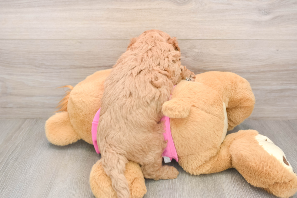 Smart Cavapoo Poodle Mix Pup