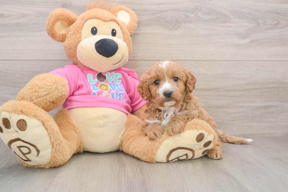 Hypoallergenic Cavadoodle Poodle Mix Puppy