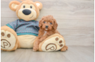 Cavapoo Puppy for Adoption