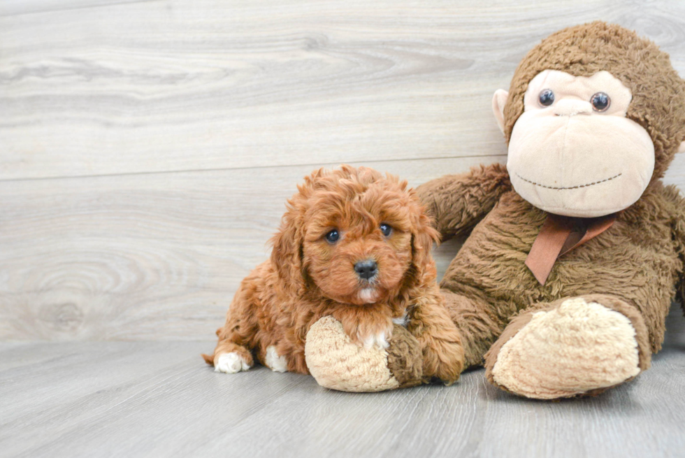 Cavapoo Pup Being Cute