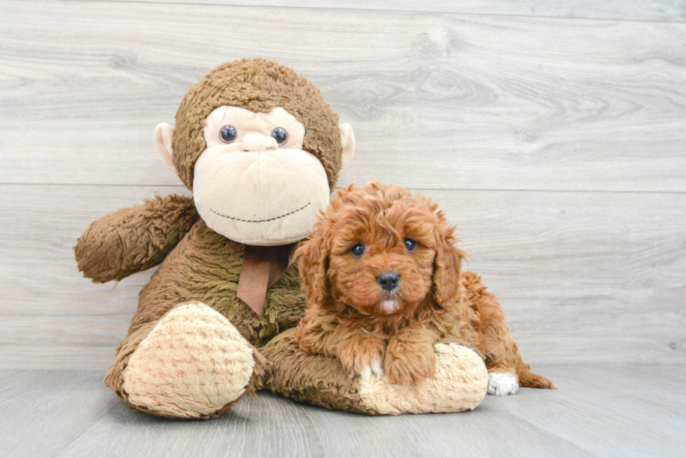 Cavapoo Puppy for Adoption