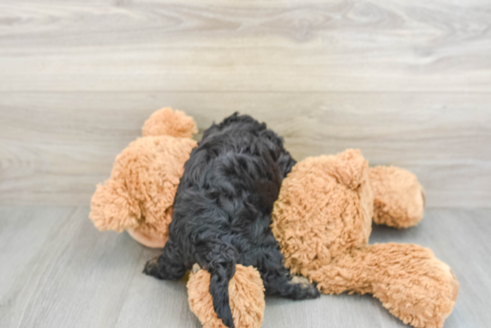 Cavapoo Pup Being Cute