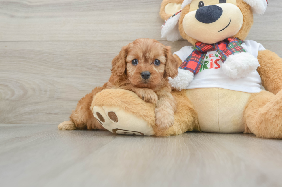 6 week old Cavapoo Puppy For Sale - Seaside Pups