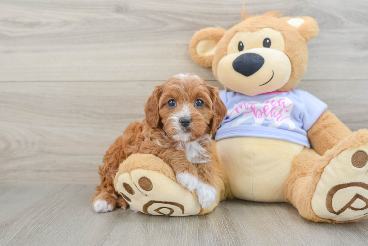 Cavapoo Puppy for Adoption