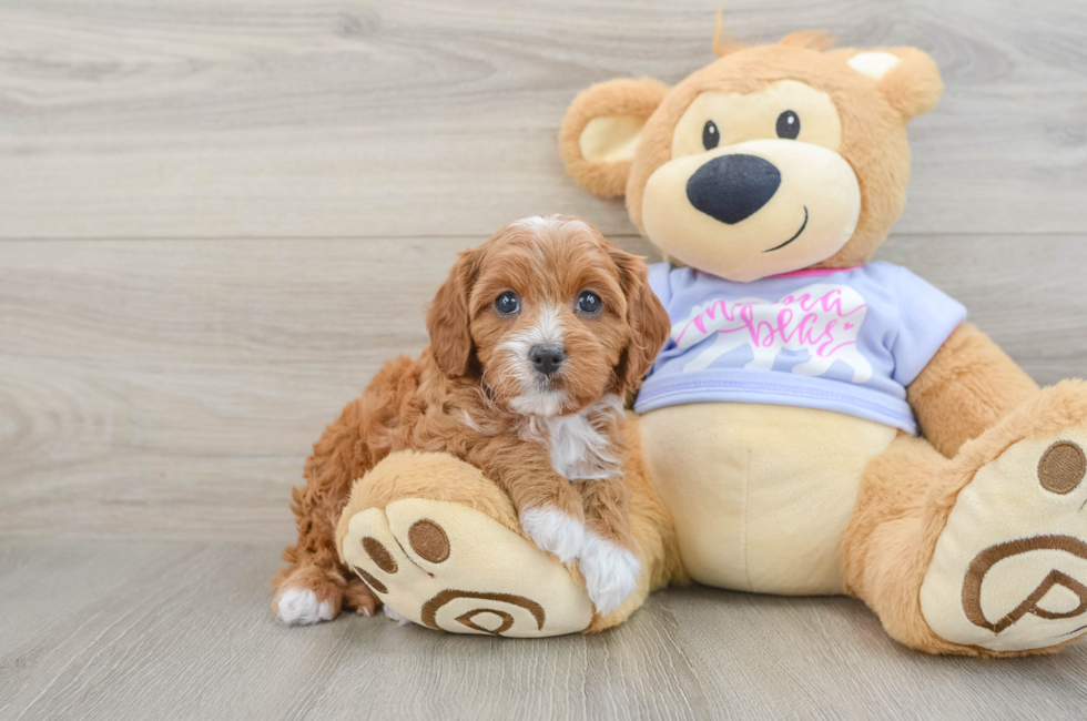 6 week old Cavapoo Puppy For Sale - Seaside Pups