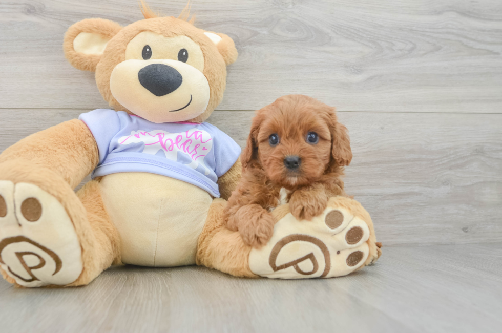 5 week old Cavapoo Puppy For Sale - Seaside Pups