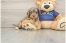 Energetic Cavoodle Poodle Mix Puppy