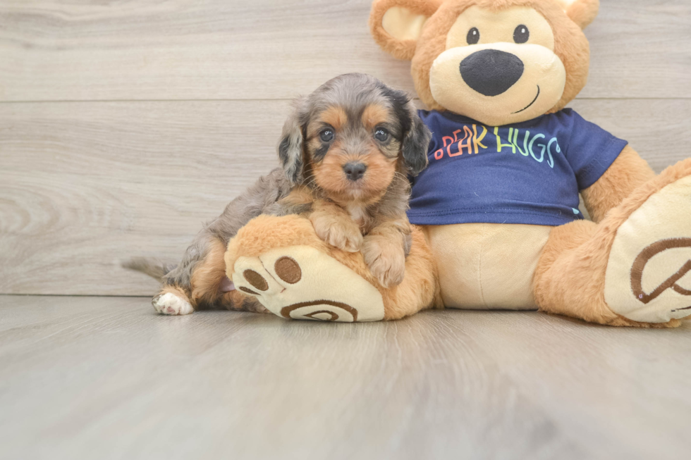 Energetic Cavoodle Poodle Mix Puppy