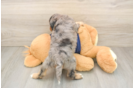 Funny Cavapoo Poodle Mix Pup