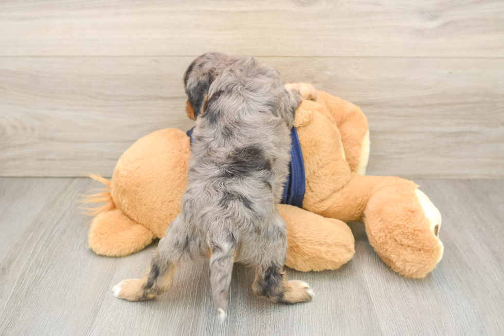 Funny Cavapoo Poodle Mix Pup