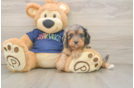 Cavapoo Pup Being Cute