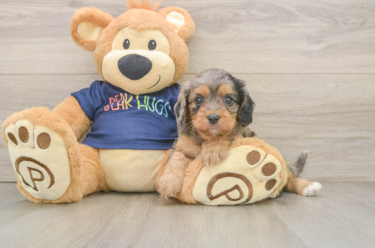 Cavapoo Pup Being Cute