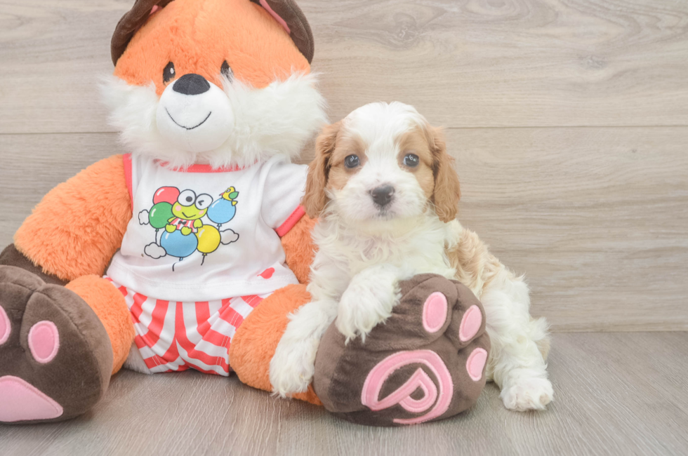 6 week old Cavapoo Puppy For Sale - Seaside Pups