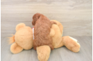 Best Cavapoo Baby