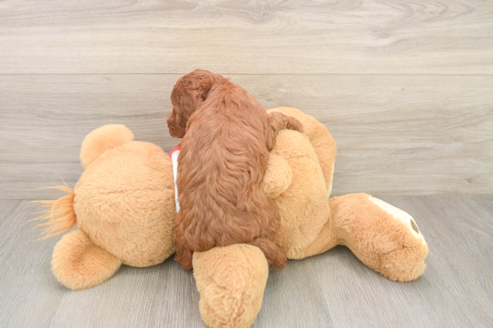 Best Cavapoo Baby