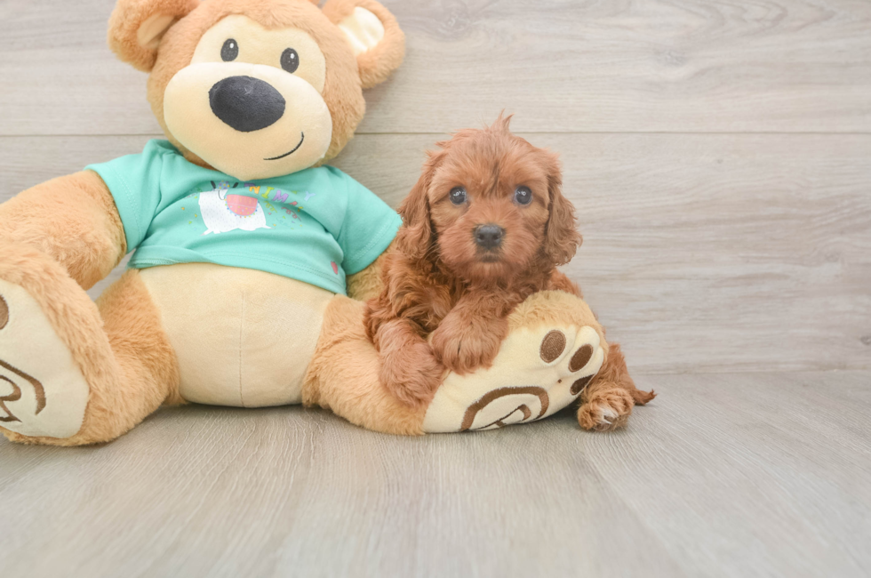 5 week old Cavapoo Puppy For Sale - Seaside Pups