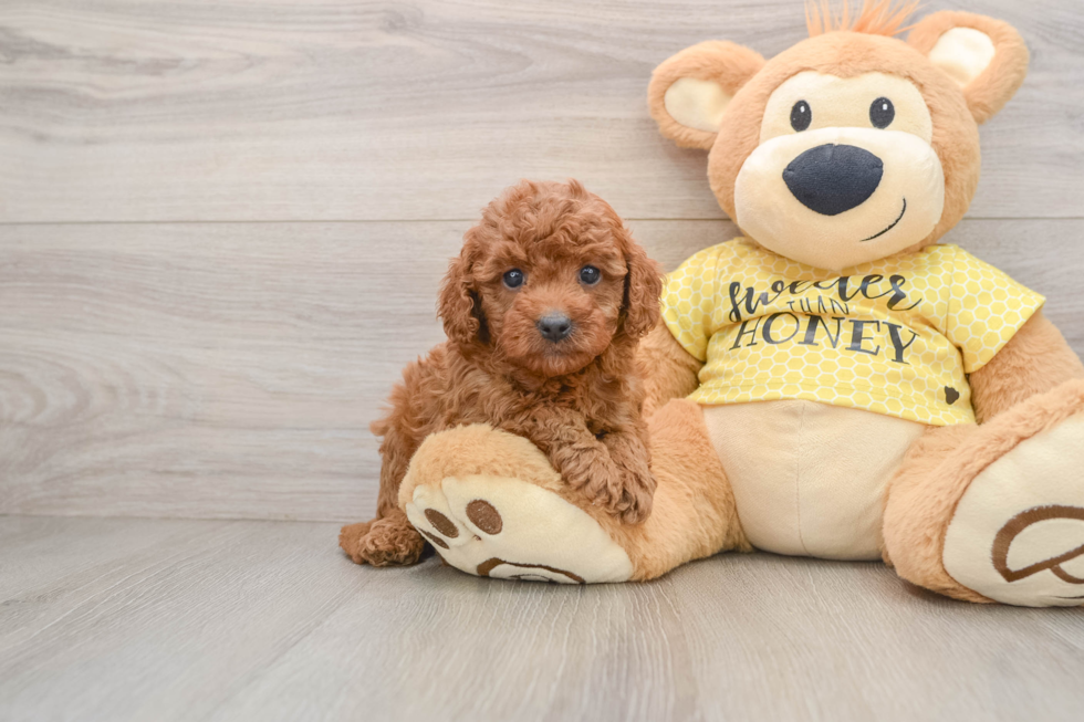 Cavapoo Pup Being Cute