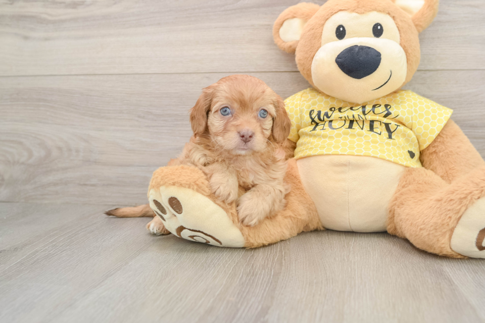 Best Cavapoo Baby