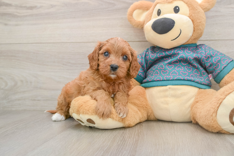 Cavapoo Pup Being Cute