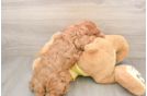 Happy Cavapoo Baby