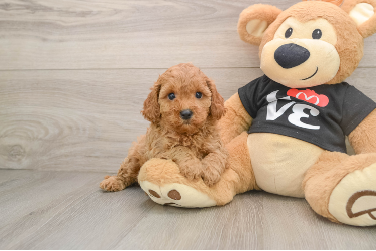 Best Cavapoo Baby