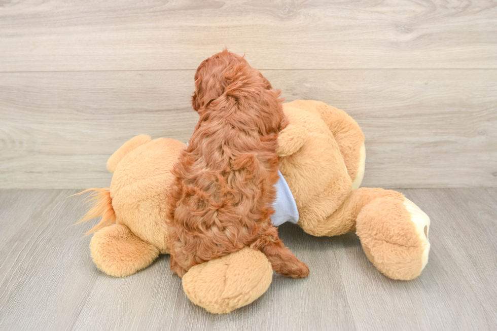 Cavapoo Pup Being Cute