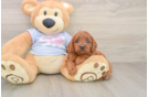 Fluffy Cavapoo Poodle Mix Pup