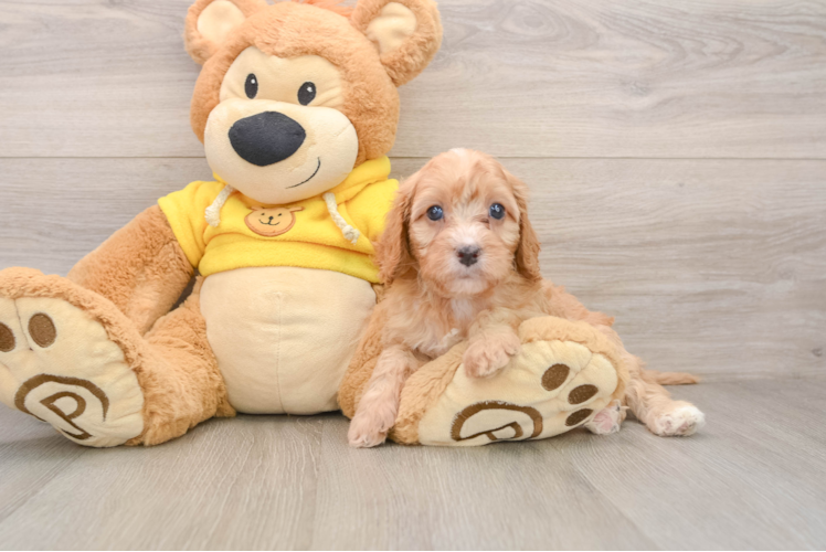 Friendly Cavapoo Baby