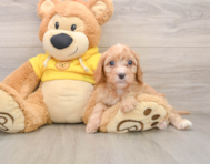 8 week old Cavapoo Puppy For Sale - Seaside Pups