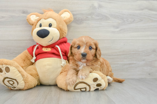 Cavapoo Pup Being Cute