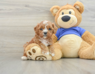 7 week old Cavapoo Puppy For Sale - Seaside Pups