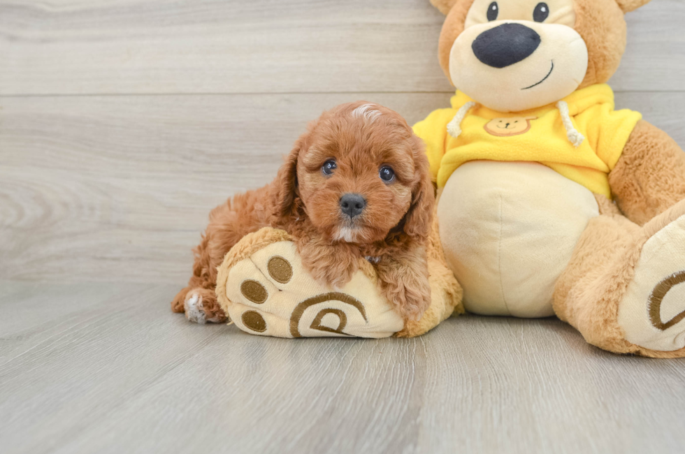 7 week old Cavapoo Puppy For Sale - Seaside Pups