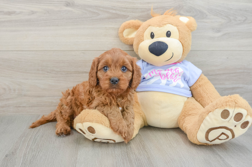 6 week old Cavapoo Puppy For Sale - Seaside Pups