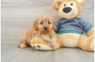 Smart Cavapoo Poodle Mix Pup