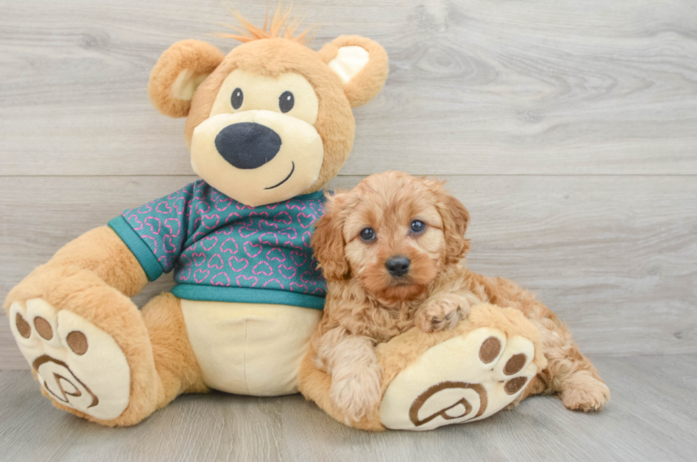 7 week old Cavapoo Puppy For Sale - Seaside Pups