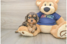 Best Cavapoo Baby