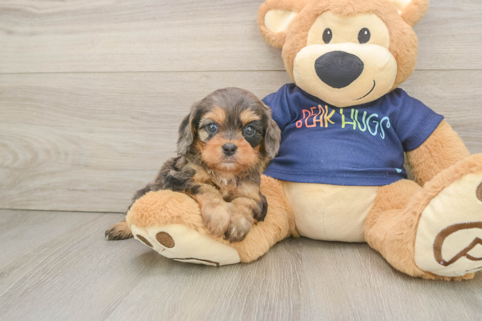 Best Cavapoo Baby