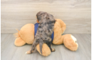 Cavapoo Pup Being Cute