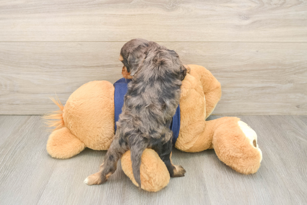 Cavapoo Pup Being Cute