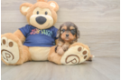Popular Cavapoo Poodle Mix Pup