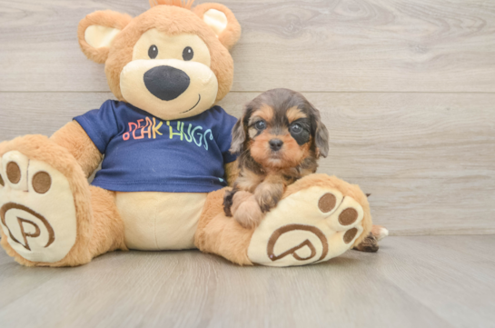 Popular Cavapoo Poodle Mix Pup