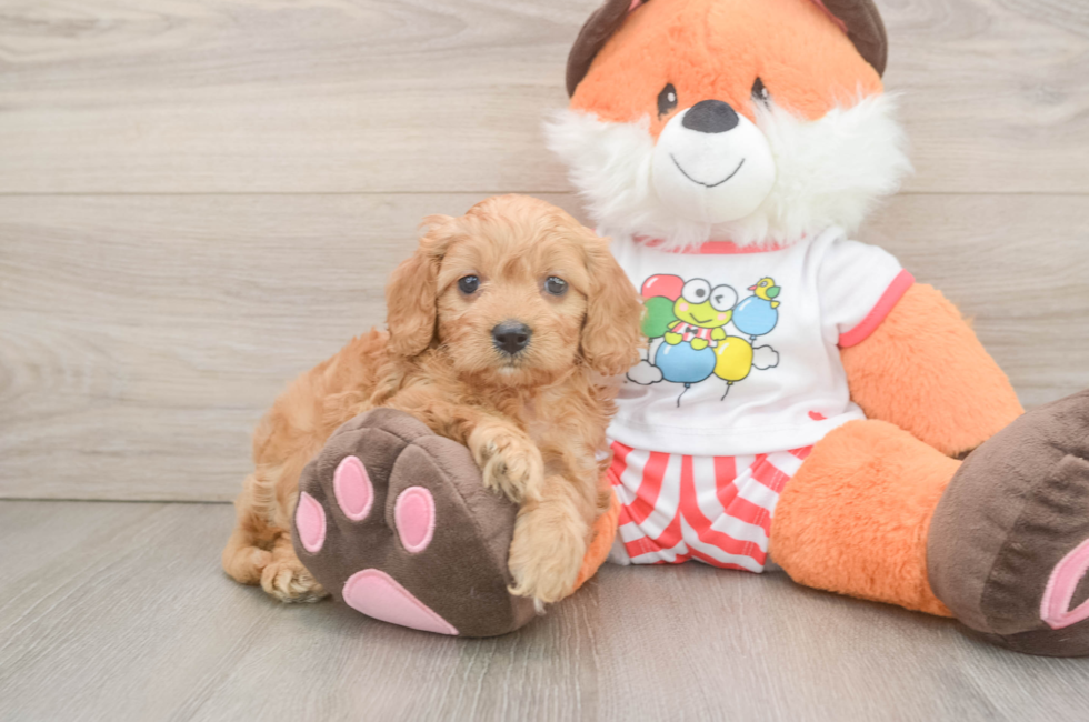 6 week old Cavapoo Puppy For Sale - Seaside Pups