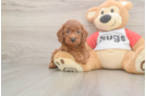 Sweet Cavapoo Baby