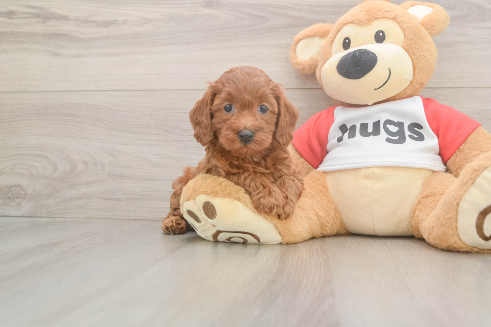 Sweet Cavapoo Baby