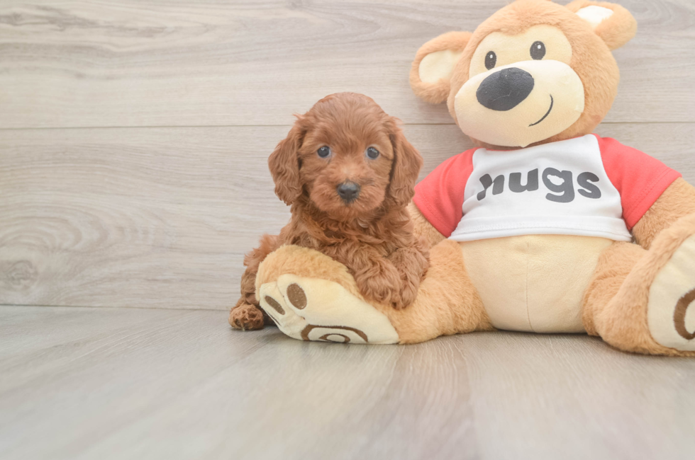5 week old Cavapoo Puppy For Sale - Seaside Pups