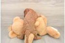 Hypoallergenic Cavadoodle Poodle Mix Puppy
