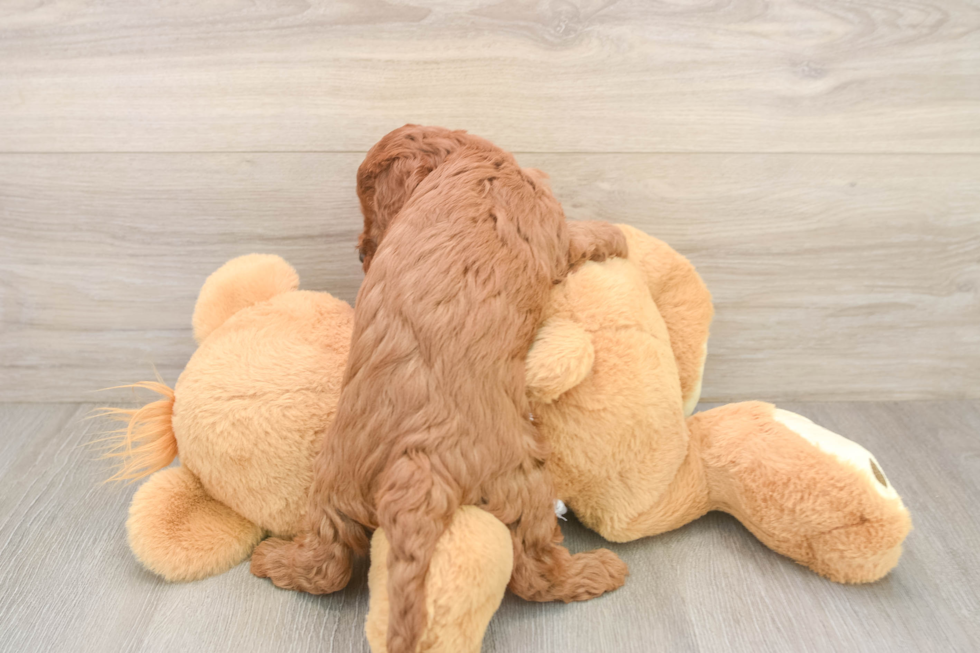Hypoallergenic Cavadoodle Poodle Mix Puppy