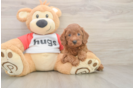 Popular Cavapoo Poodle Mix Pup