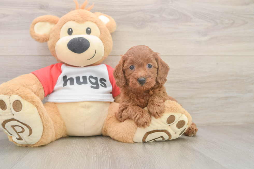 Popular Cavapoo Poodle Mix Pup